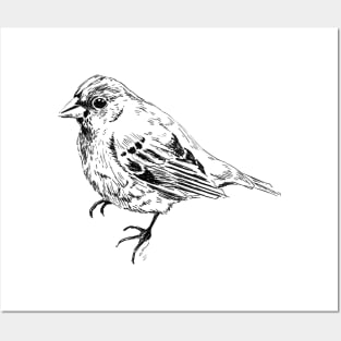 Bird Illustration Posters and Art